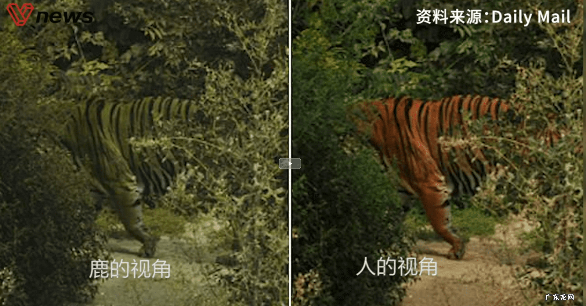 雪顶妖兽 雪灵兽