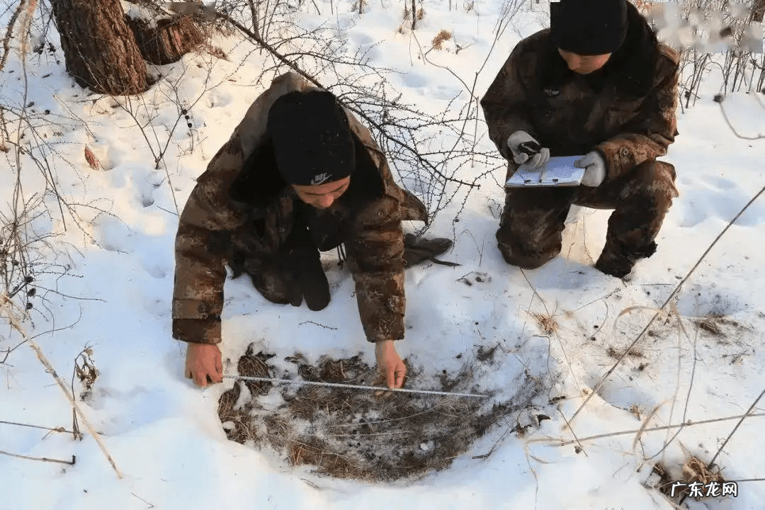 雪顶妖兽 雪灵兽