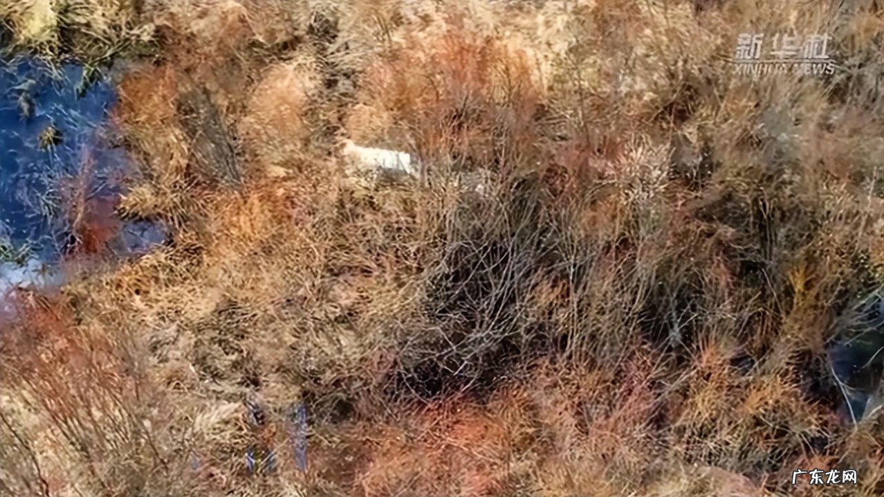 雪顶妖兽 雪灵兽