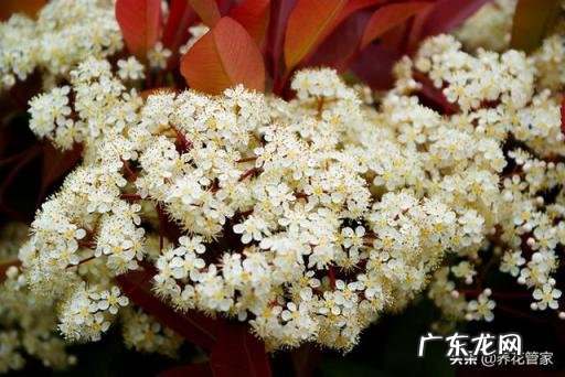 石楠花为什么叫最污花,因其花香特殊,石楠花那么臭为什么城市还用来做绿化树