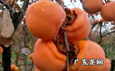 怀孕爱吃柿子怎么回事 孕妇吃柿子好么