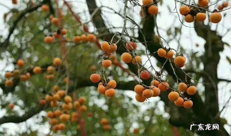 怀孕爱吃柿子怎么回事 孕妇吃柿子好么