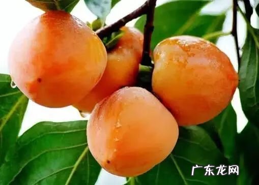 怀孕爱吃柿子怎么回事 孕妇吃柿子好么