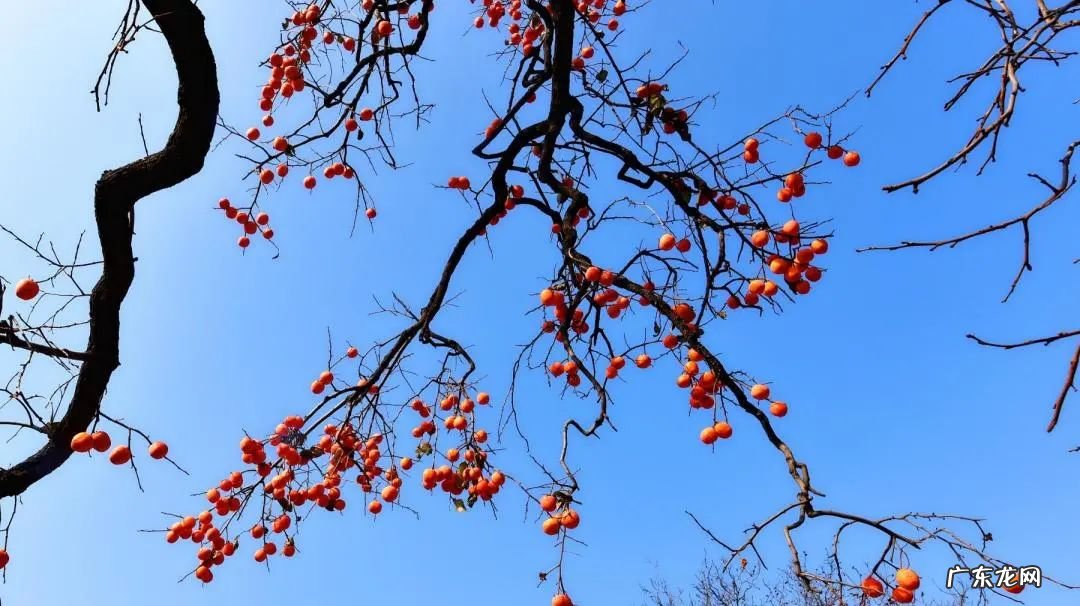 怀孕爱吃柿子怎么回事 孕妇吃柿子好么