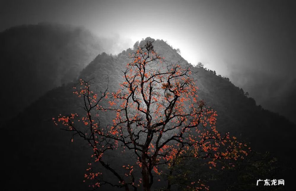 怀孕爱吃柿子怎么回事 孕妇吃柿子好么