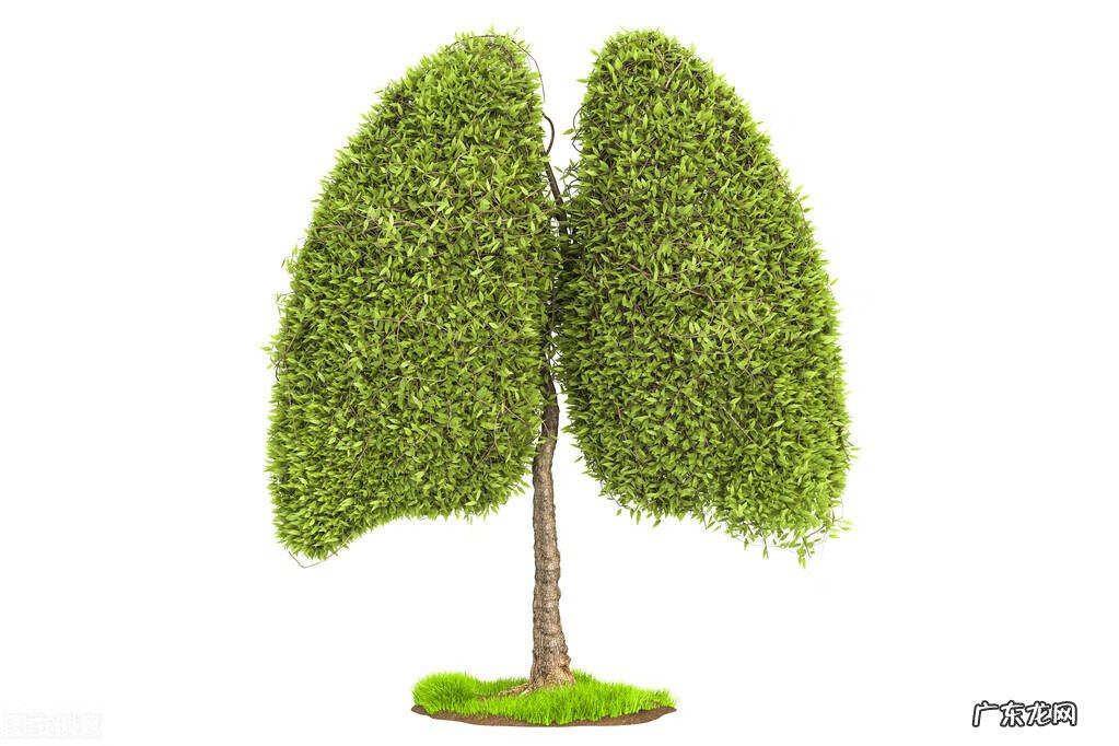 灵芝的功效与主治 灵芝的功效与作用