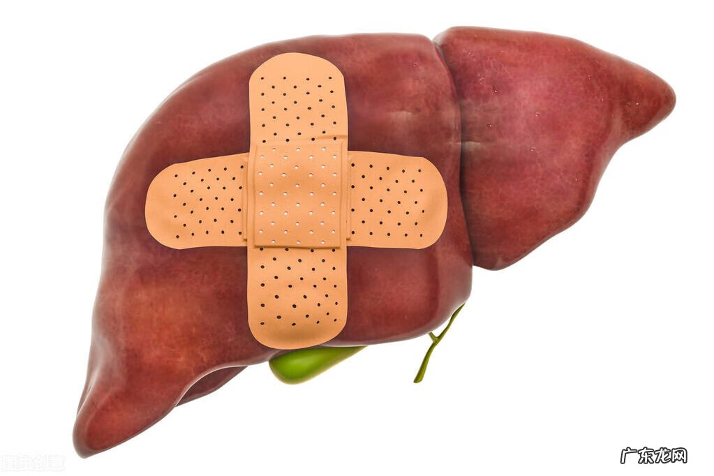 灵芝的功效与主治 灵芝的功效与作用