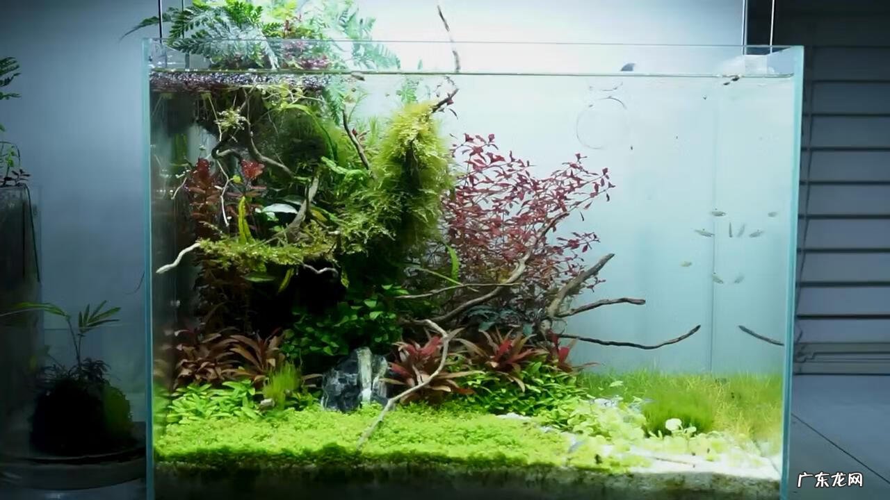 鱼缸造景 如何造景鱼缸