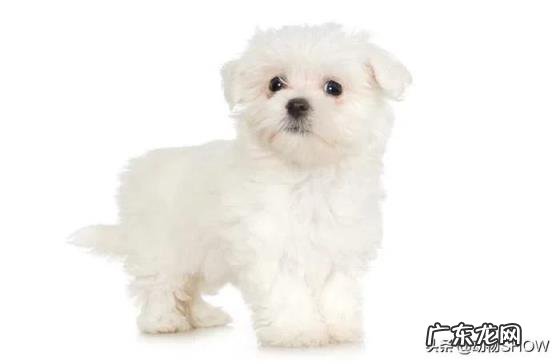 袖珍犬品种大全及图片 袖珍犬有哪些品种