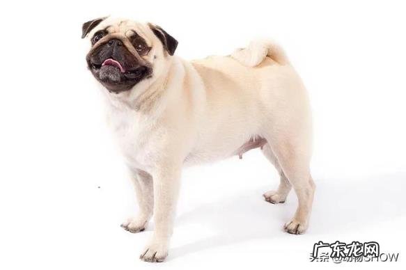 袖珍犬品种大全及图片 袖珍犬有哪些品种