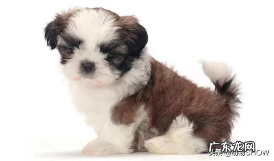 袖珍犬品种大全及图片 袖珍犬有哪些品种