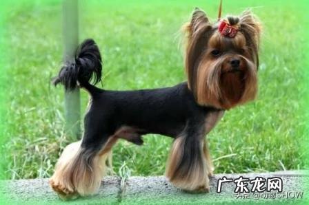 袖珍犬品种大全及图片 袖珍犬有哪些品种