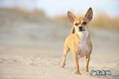 袖珍犬品种大全及图片 袖珍犬有哪些品种