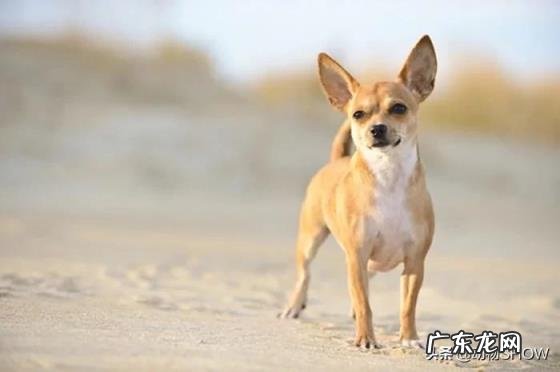 袖珍犬品种大全及图片 袖珍犬有哪些品种