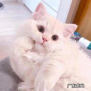 可爱猫咪文案配图，猫咪有趣文案