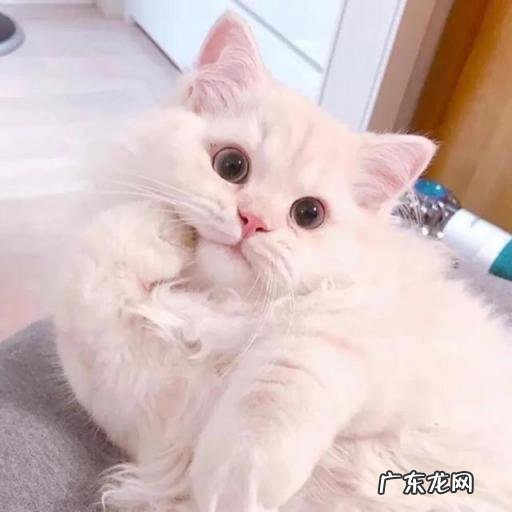 可爱猫咪文案配图,猫咪有趣文案