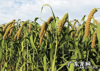 小米粥电饭煲怎么煮 小米粥怎么煮好吃