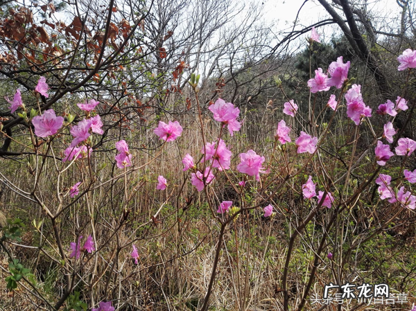 野杜鹃为什么可爱 野杜鹃的介绍