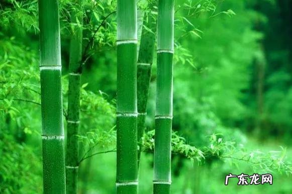 “中华千古第一完人”曾国藩：10句话，赢天下