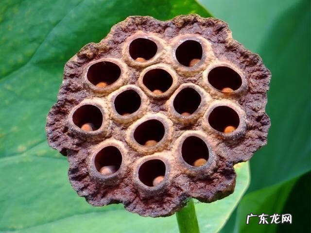 毛孔粗大为什么 毛孔特别粗大怎么回事