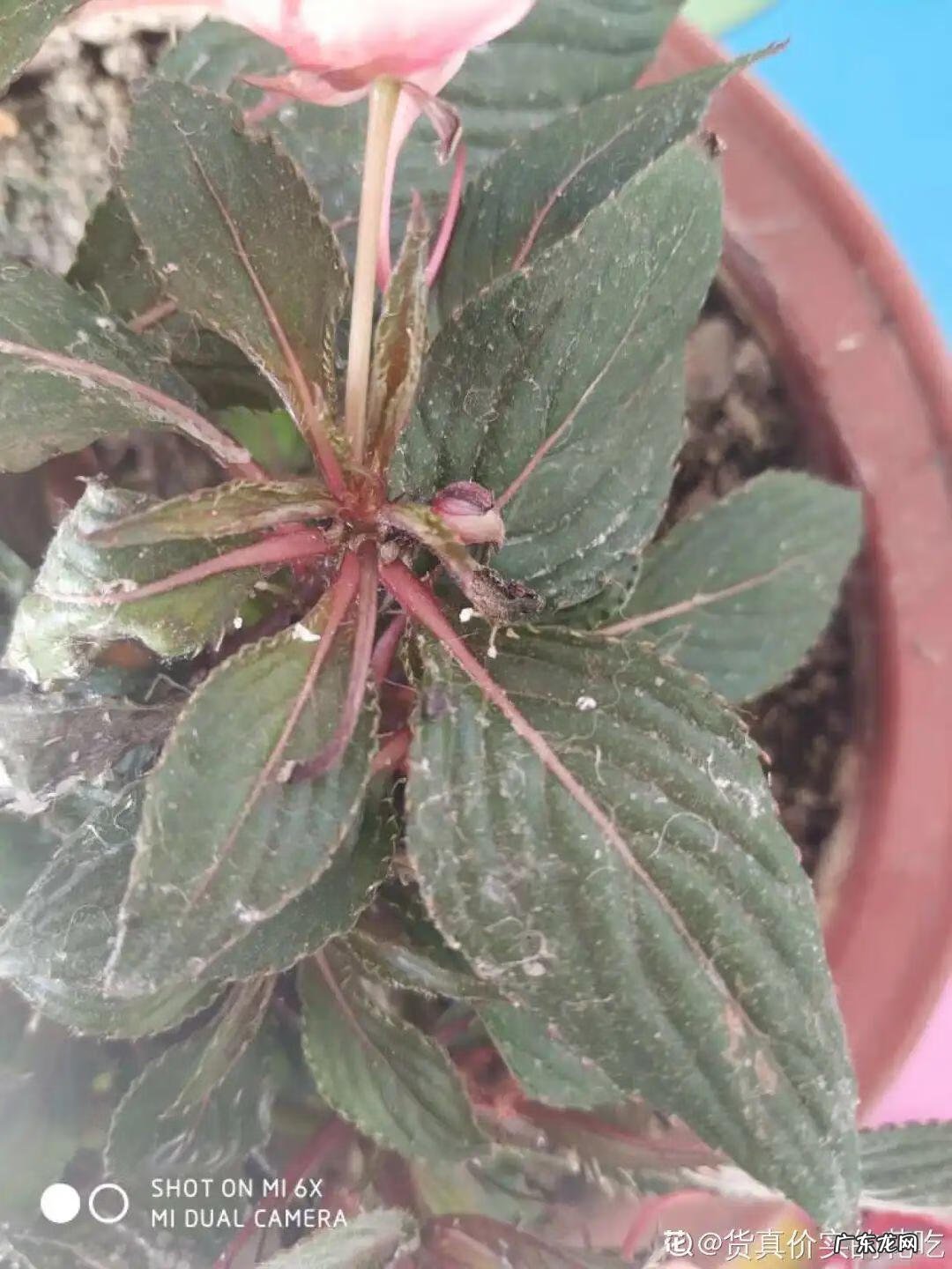 制作泡泡龙 最强蜗牛泡泡龙