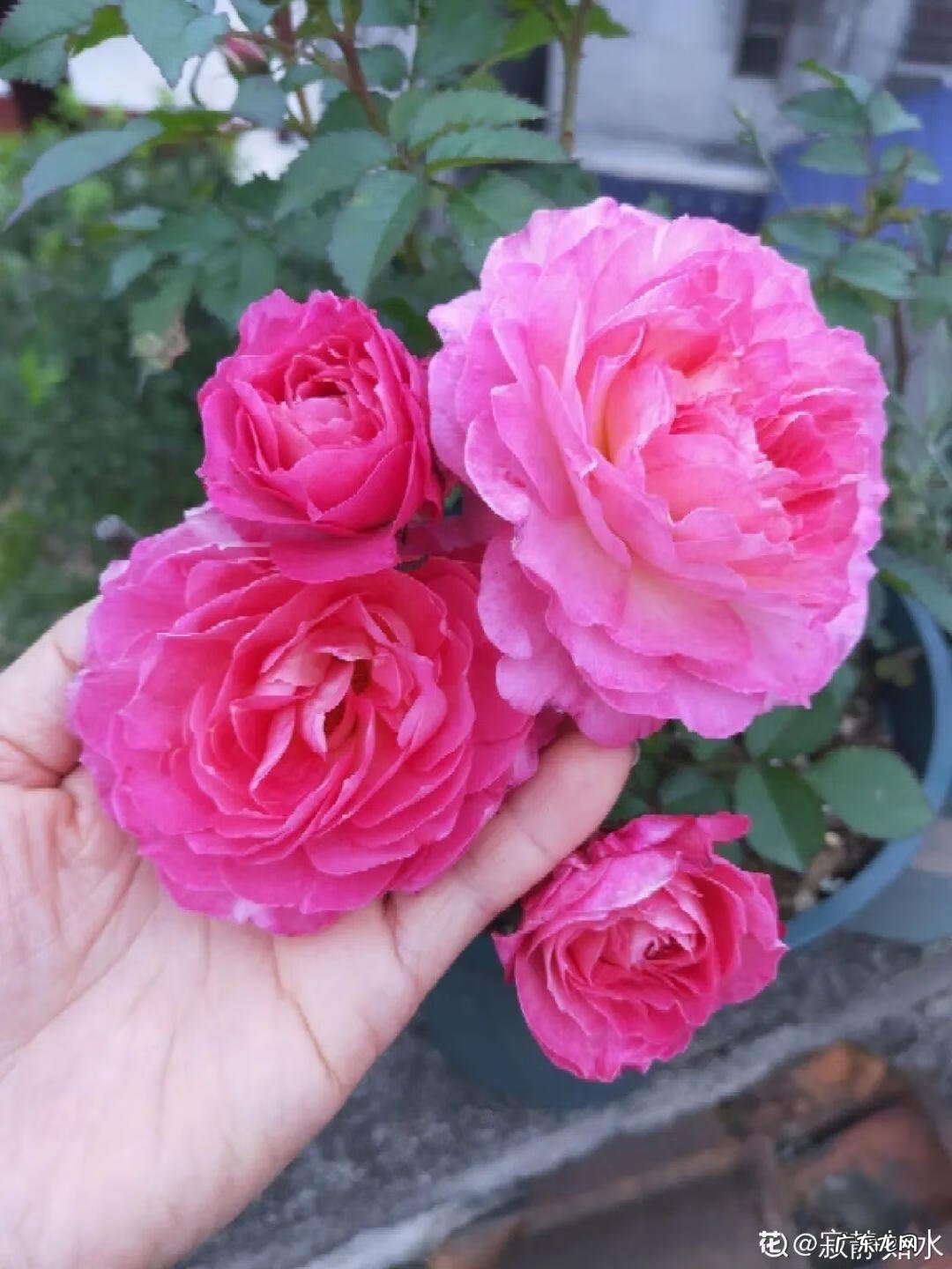 制作泡泡龙 最强蜗牛泡泡龙