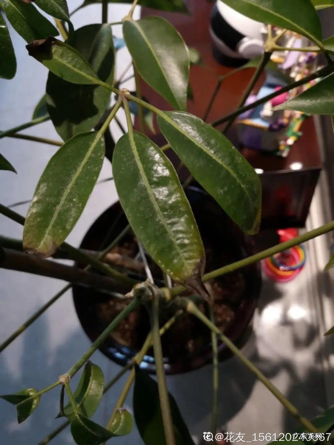 制作泡泡龙 最强蜗牛泡泡龙