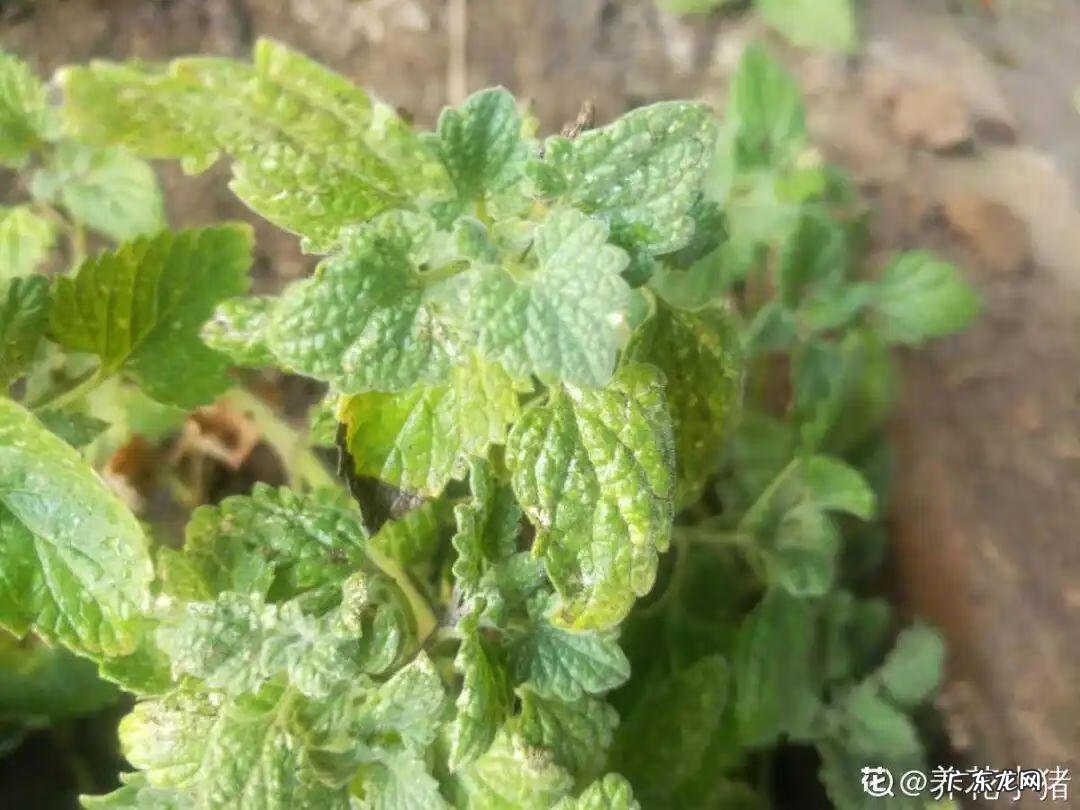 制作泡泡龙 最强蜗牛泡泡龙