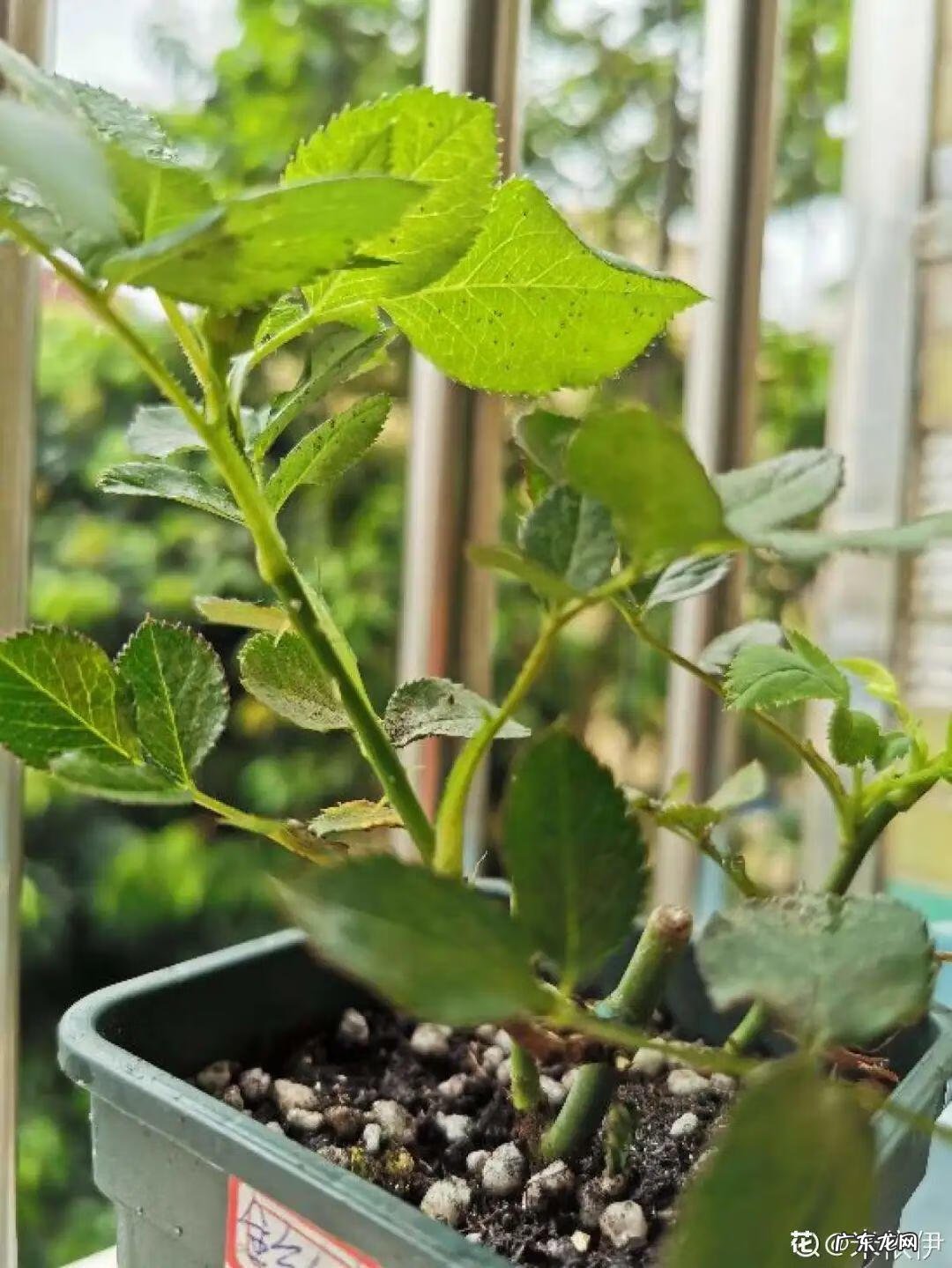 制作泡泡龙 最强蜗牛泡泡龙