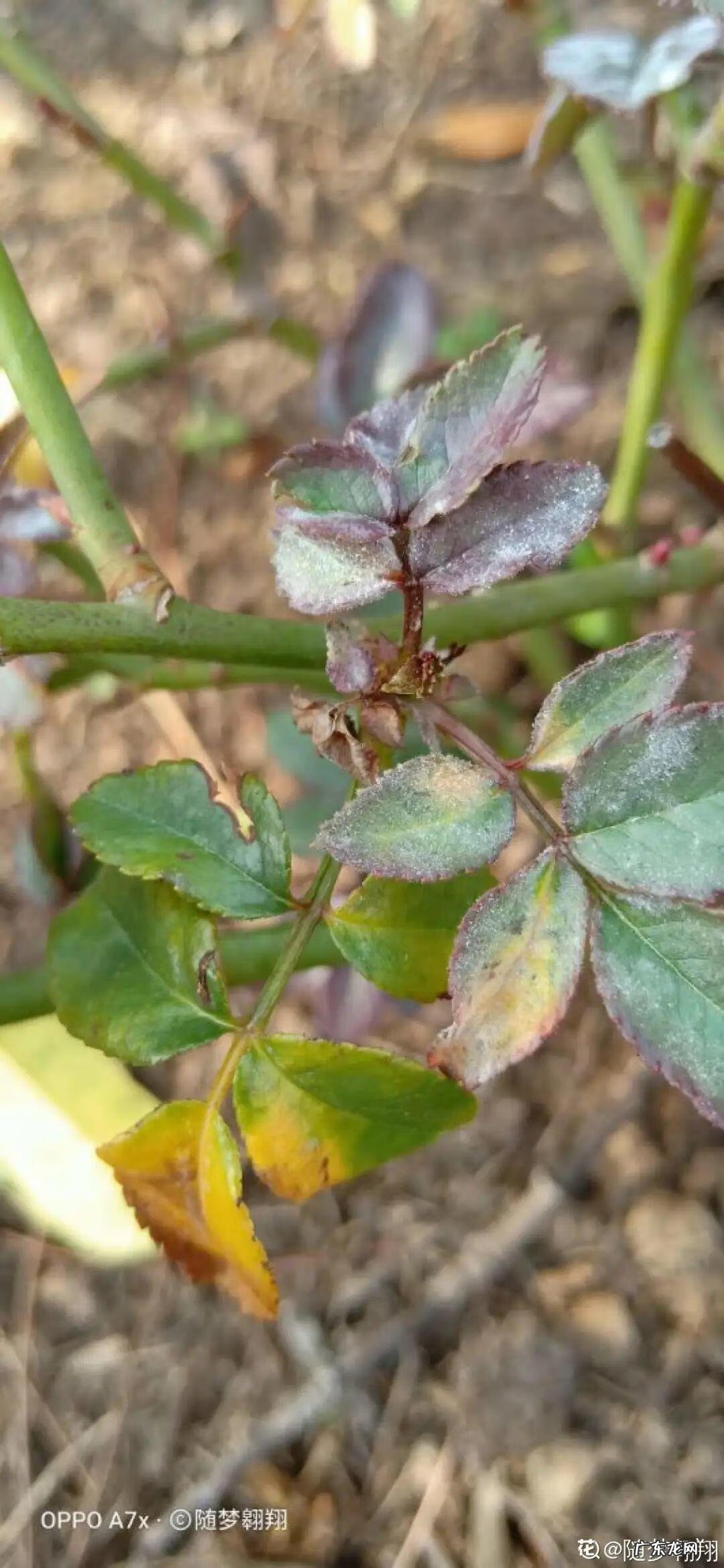 制作泡泡龙 最强蜗牛泡泡龙