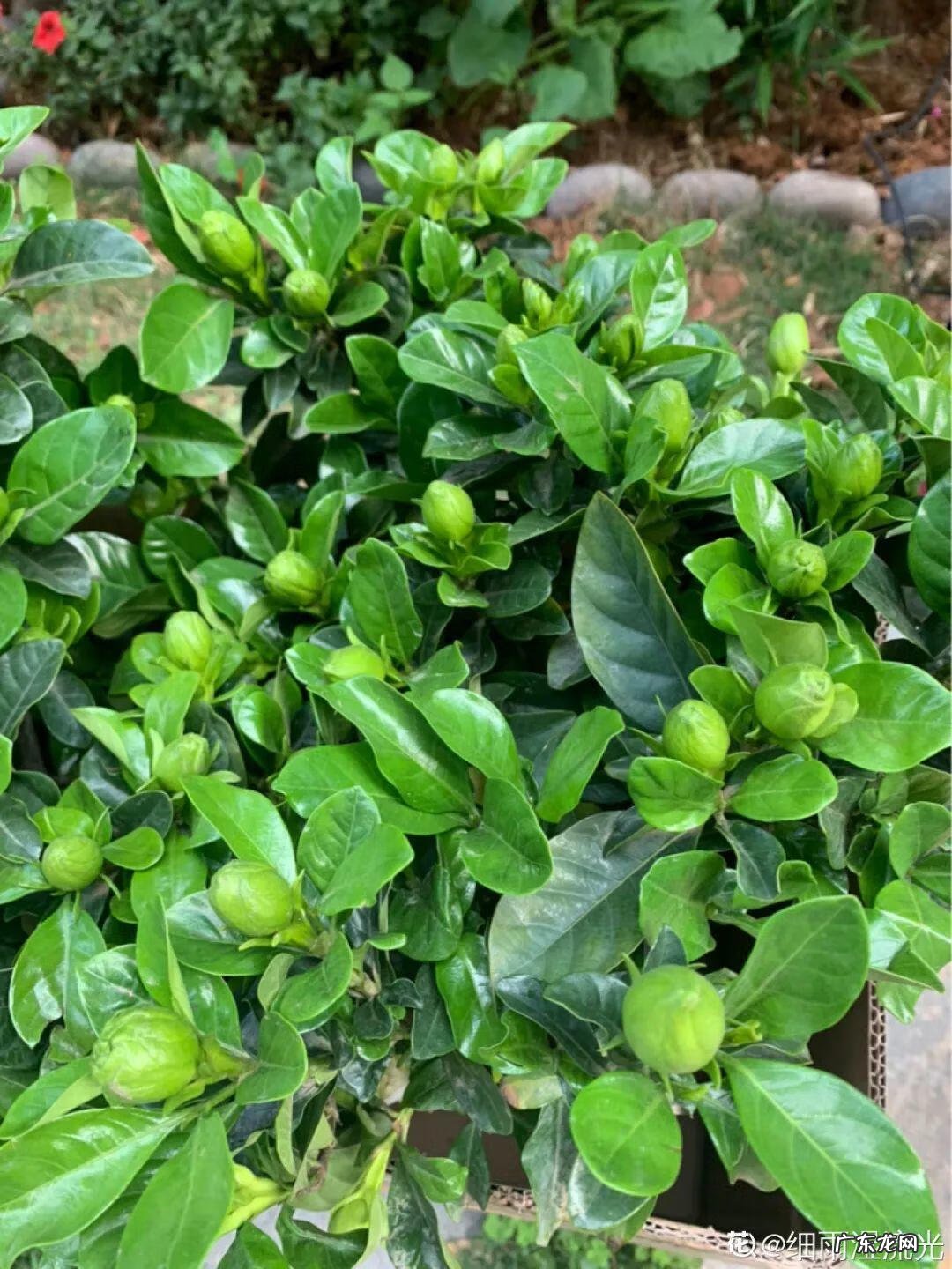 制作泡泡龙 最强蜗牛泡泡龙