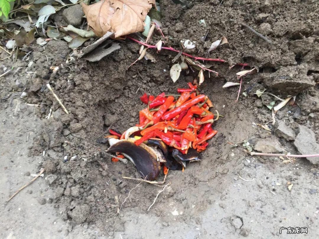 制作泡泡龙 最强蜗牛泡泡龙