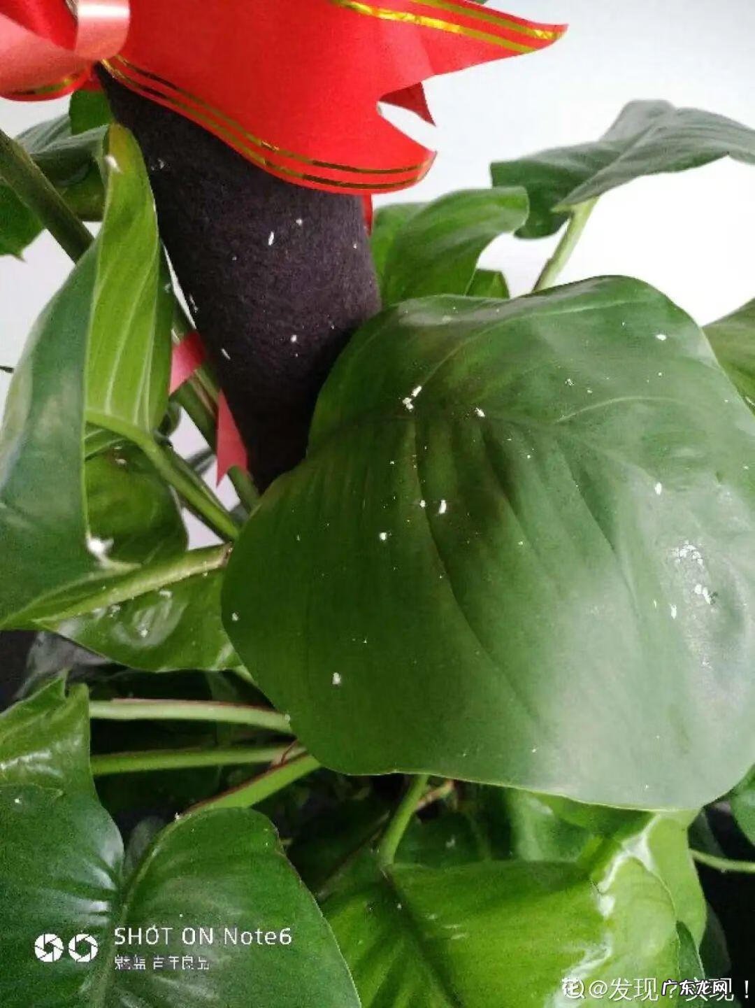 制作泡泡龙 最强蜗牛泡泡龙