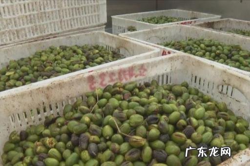 香榧多少钱一斤2019,坚果有哪些功效与作用