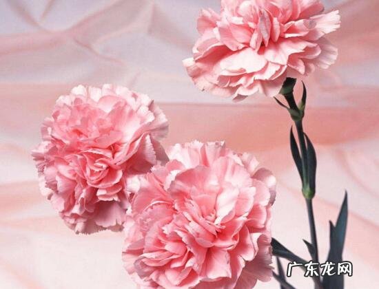 康乃馨的作用与功效与禁忌 康乃馨的功效与作用是什么