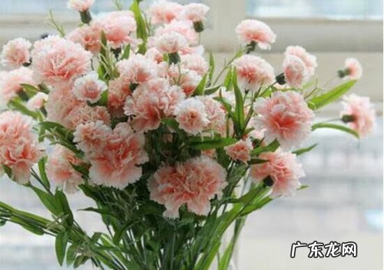 康乃馨的作用与功效与禁忌 康乃馨的功效与作用是什么