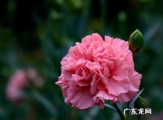 康乃馨的作用与功效与禁忌 康乃馨的功效与作用是什么