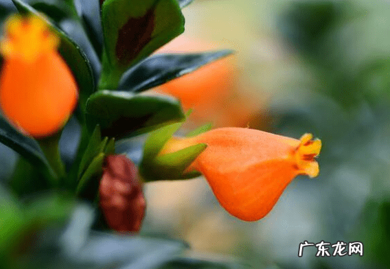 草金鱼性格怎么样 金鱼草 风水