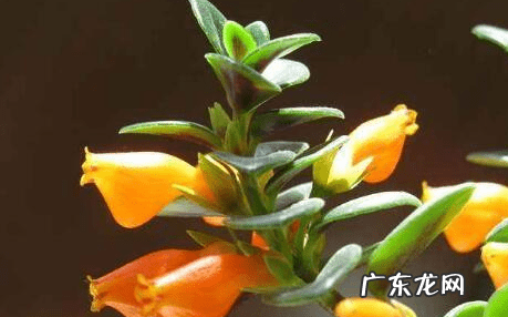 草金鱼性格怎么样 金鱼草 风水