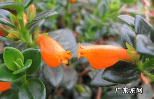 草金鱼性格怎么样 金鱼草 风水