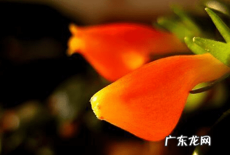 草金鱼性格怎么样 金鱼草 风水