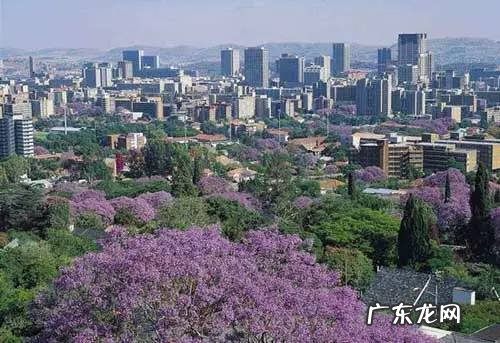 剑麻的花有什么特点 剑麻的风水