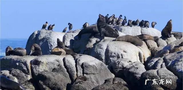 剑麻的花有什么特点 剑麻的风水