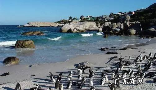 剑麻的花有什么特点 剑麻的风水