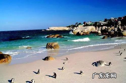 剑麻的花有什么特点 剑麻的风水