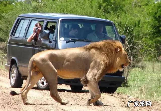 剑麻的花有什么特点 剑麻的风水