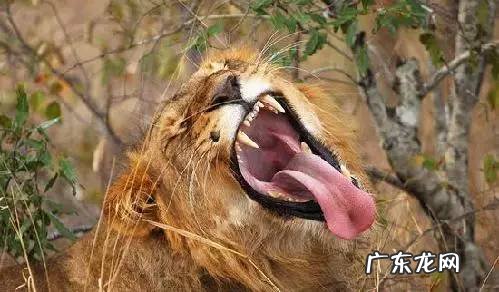 剑麻的花有什么特点 剑麻的风水