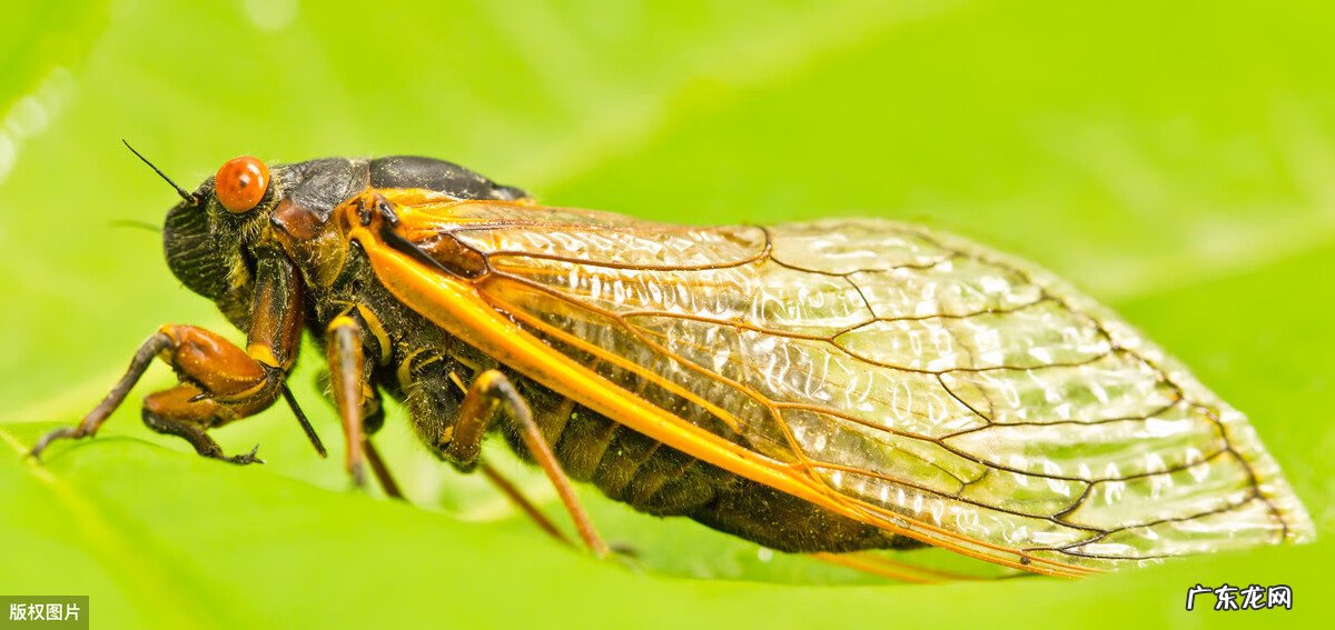 虹吸式口器的构造 虹吸式口器图片