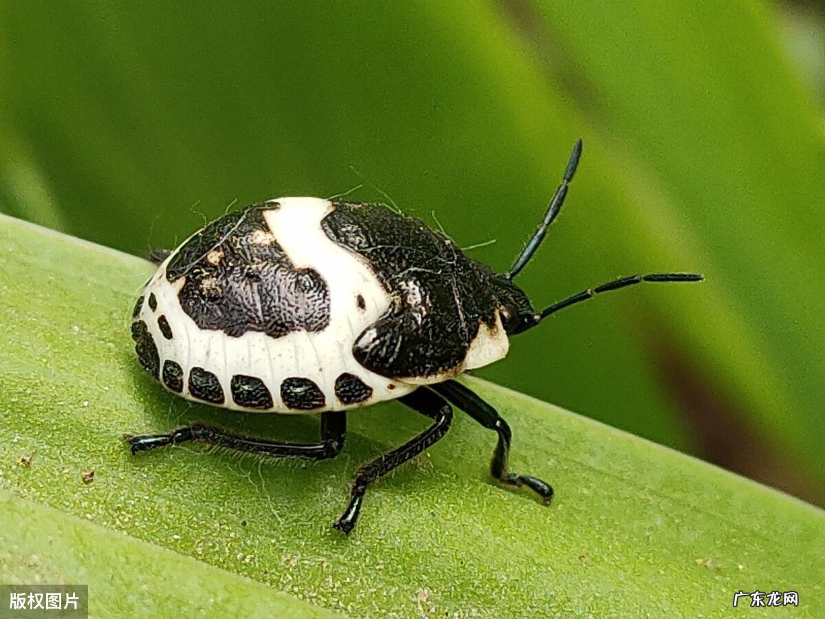 虹吸式口器的构造 虹吸式口器图片