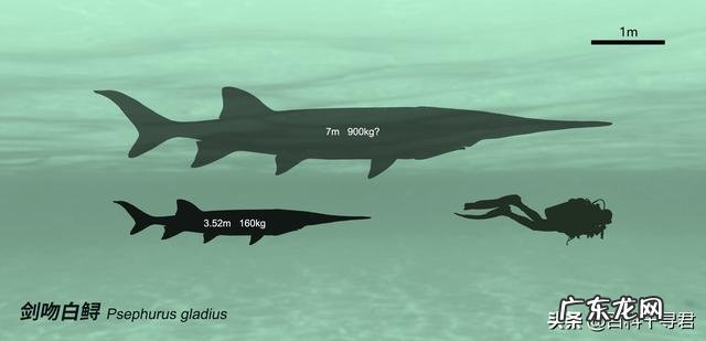 李庆善 民谚,长江鲟保护